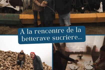 fromage et betterave
