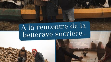fromage et betterave