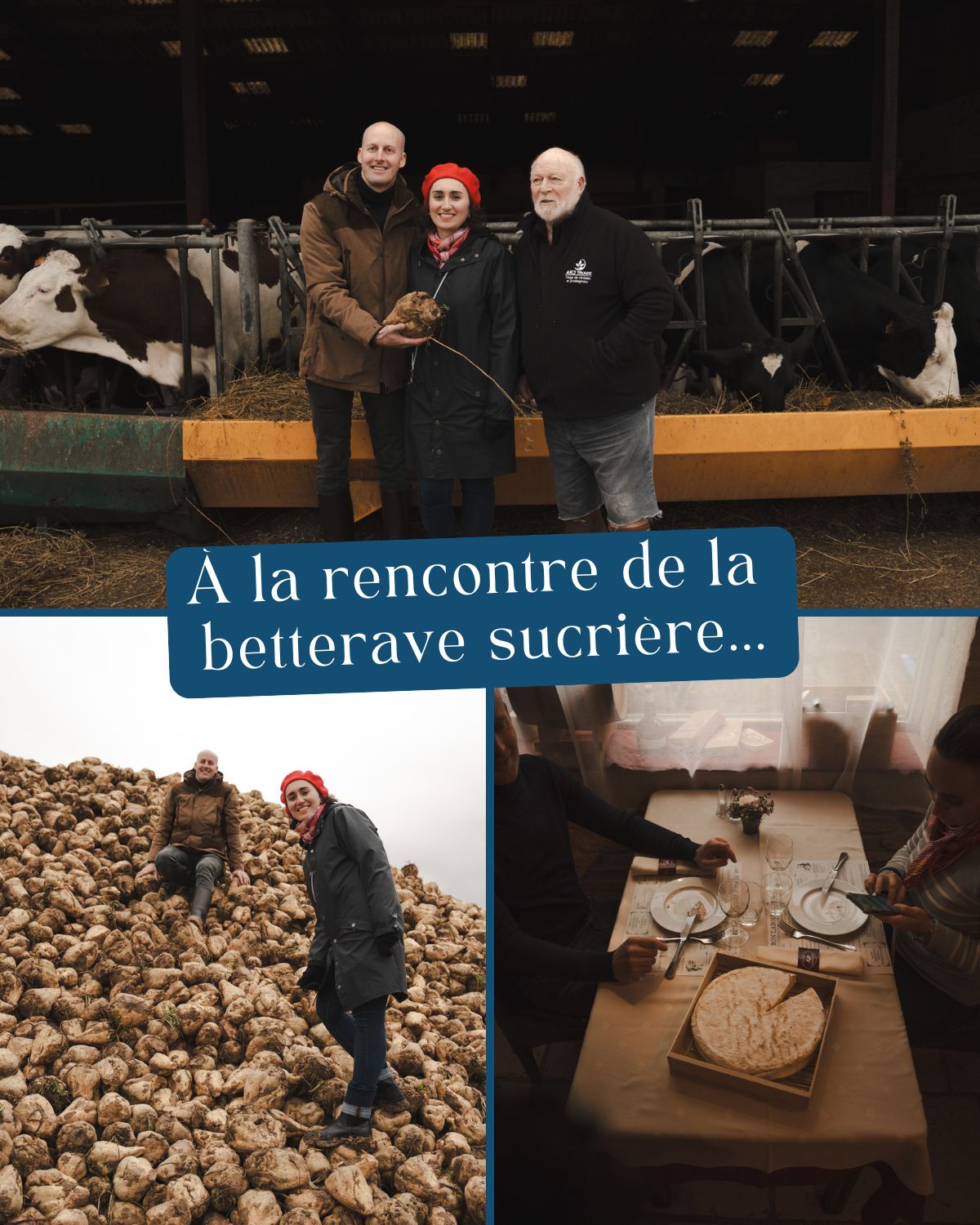 fromage et betterave